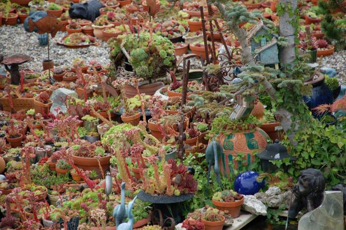 Sempervivum Dachwurz Hauswurz